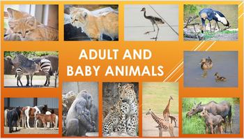 Preview of Adult and Baby Animal Powerpoint including baby names and animal group names.