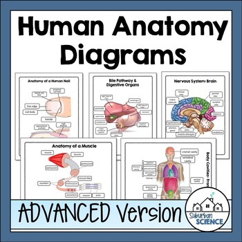 Preview of Advanced Human Body Systems Diagrams and Quizzes for Human Anatomy