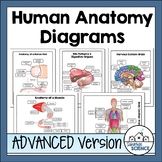 Advanced Human Body Systems Diagrams and Quizzes for Human