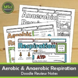 Aerobic Anaerobic Respiration Doodle Sheet Visual Notes Wo
