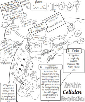 cellular respiration coloring worksheet