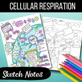 Aerobic Cellular Respiration Sketch Notes/ Doodle Notes (C