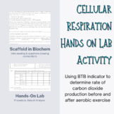 Aerobic Respiration Lab Activity