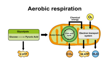Preview of Aerobic Respiration Scheme.