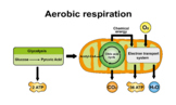 Aerobic Respiration Scheme.