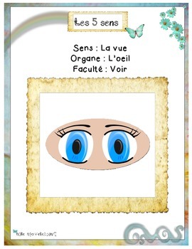 Affiches Des 5 Sens Body By Kindergarten French Tpt