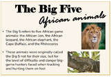 Africa's Big Five - 5 game animals - Profile display/facts