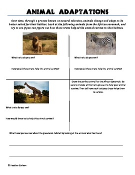 Preview of African Animal Adaptations