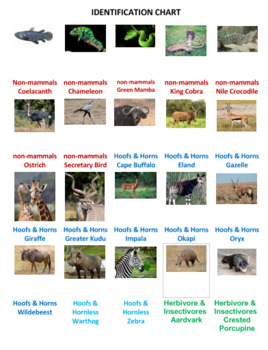 African Animals Chart