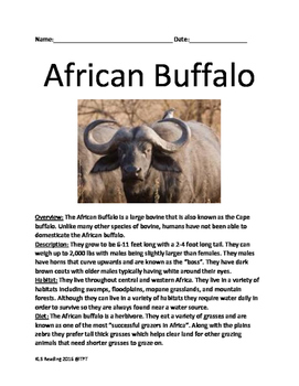 African Buffalo - informational article lesson facts questions vocab