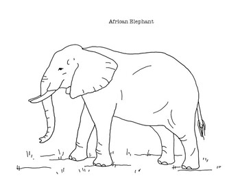 African Elephant Coloring Page By Mama Draw It Tpt