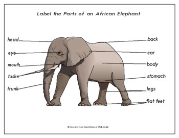 Label The Elephant Worksheets & Teaching Resources | TpT