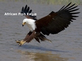 African Fish Eagle Power Point - Information Facts Pictures
