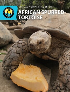 Preview of African Spurred Tortoise Work Packet