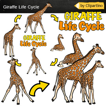 Preview of African animals life cycle Clip Art/ Giraffe Life Cycle ClipArt Commercial use