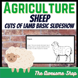 Agriculture Cuts of Lamb Google Slide Show   Culinary & Cooking
