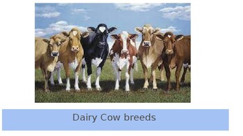 Preview of Agriculture/Dairy Science - Dairy Breed Research template