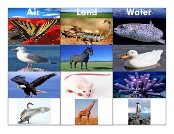 Land Water Air Animals Teaching Resources | TPT