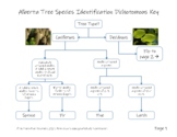 Alberta Tree Species Identification Dichotomous Key