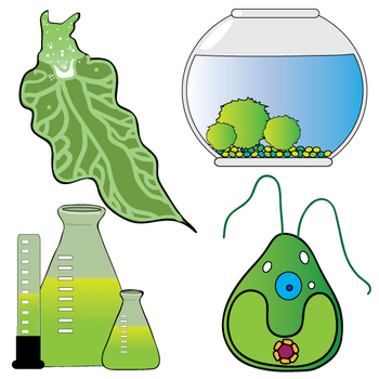 Algae Clip Art Set by The Painted Crow | Teachers Pay Teachers