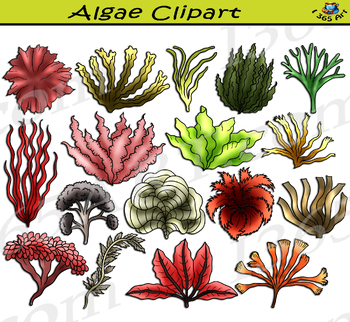 Preview of Algae Types Clipart