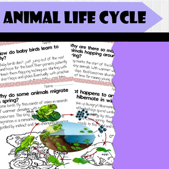 Preview of All About Animal Life Cycle | Reading Comprehensions, Fun Facts, Q & As