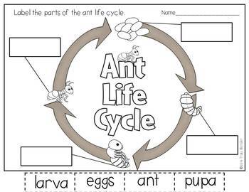 All About Ants An Ant Life Cycle Unit by Traci Bender - The Bender Bunch