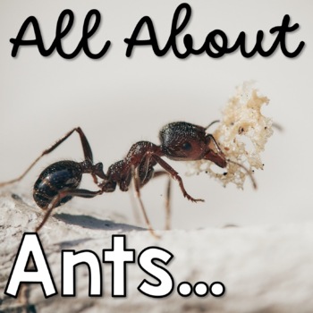 Preview of All About Ants Life Cycle