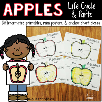 Preview of All About Apples! {Life Cycle, Apple Parts}