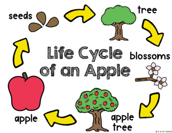 apple life cycle