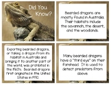 All About Bearded Dragons