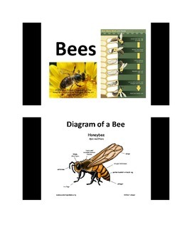 Preview of All About Bees PowerPoint slide show