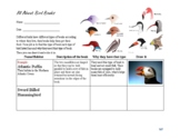 All About Bird Beaks