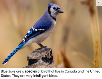 The Blue Jay and the Ant — The Naturalist's Notebook