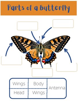 All About Butterflies by Piper and Paper | TPT