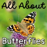 All About Butterflies Butterfly Life Cycle