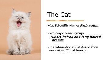 Preview of All About Cats Presentation W/ Embedded activities, and questions
