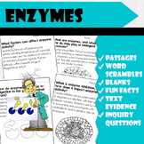 All About Enzymes | Science Reading Comprehensions, and Wo