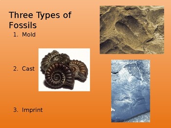 All About Fossils by Mallory George | TPT