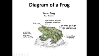 Preview of All About Frogs PowerPoint slide show