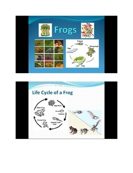 Preview of Frogs PowerPoint slideshow - photo gallery