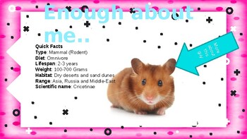 Hamster Facts: Lesson for Kids