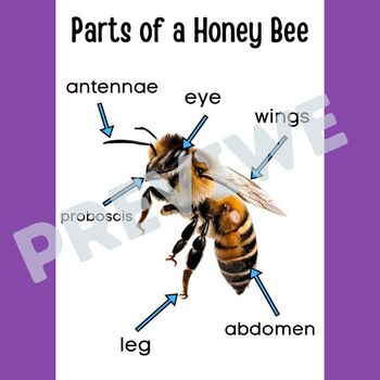 All About Honey Bee: Life Cycle, Honey Bee Parts by TeachWell Creations