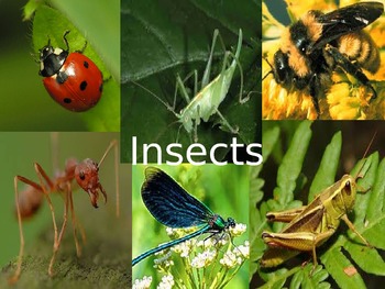 Preview of All About Insect Powerpoint