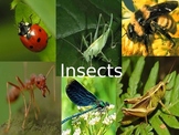 All About Insect Powerpoint
