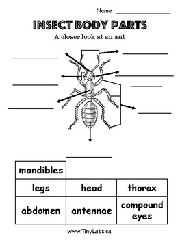 Insects Body Parts Worksheets Teaching Resources Tpt