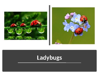 Preview of All About Ladybugs PowerPoint Presentation