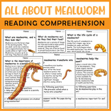 All About Meal worm| Meal wormLife Cycle | Science Reading