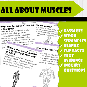 Preview of All About Muscles | Science Reading Comprehensions, and Worksheets