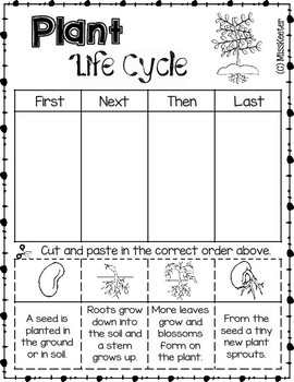 All About Plants Bundle: Life Cycle, Needs, and Parts of a Plant